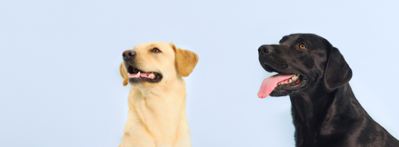 Marketing Intern // Lassie